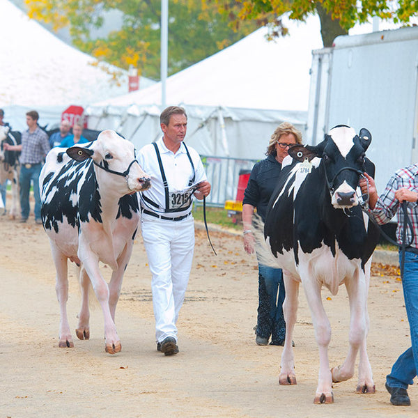 World champion pepi - Livestock Show Equipment